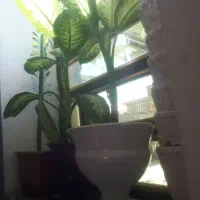 گل طبیعی|گل و گیاه طبیعی|ایلام, |دیوار