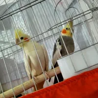 عروس هلندی|پرنده|سرپل ذهاب, |دیوار