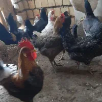 مرغ  وخروس عربی