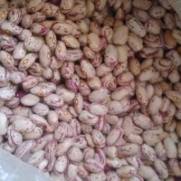 فروش لوبیا چیتی|عمده‌فروشی|قره ضیاالدین, |دیوار