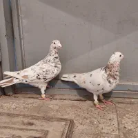 دوتا نر سرور اسطوره خوشگل