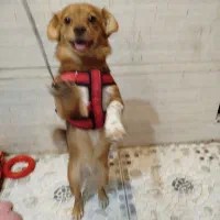 سگ اشپیترز تریر تربیت شده|سگ|خرمشهر, |دیوار