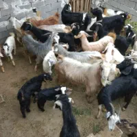 بز زاییده|حیوانات مزرعه|بهبهان, |دیوار