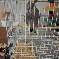 طوطی عروس هلندی از نژاد وایت فیس