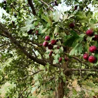 باغ زیبا نزدیک به شهر|فروش زمین و ملک کلنگی|میاندوآب, |دیوار