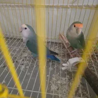 طوطی برزیلی ۵ عدد|پرنده|ارومیه, |دیوار