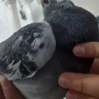 کت سیاه