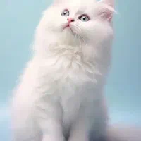 Pet|گربه|بجنورد, |دیوار