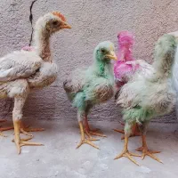جوجه مرغ