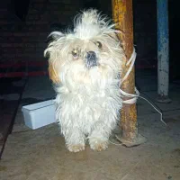 سگ پا کوتاه|سگ|خرم‌آباد, |دیوار