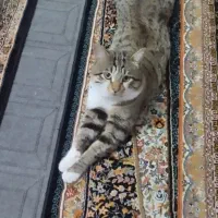 گربه حمایتی ( رایگان)