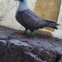 کفتر کبوتر کلاغ سینه طوقی دم سفید کله