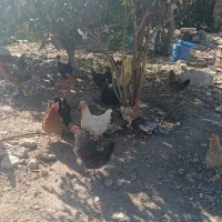 فروش تعدادی مرغ محلی تخمگذار و کرک شو