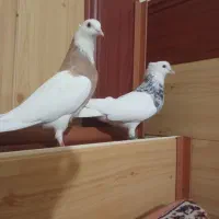 طوقی الماسی|پرنده|گلمکان, |دیوار