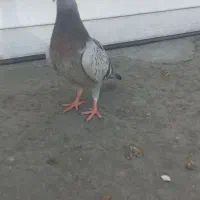 جوجه پلاکی ۵ عدد