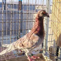 مجسمه کبوتر