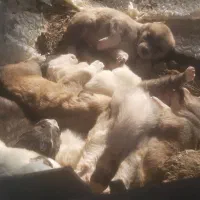 توله سگ عراقی