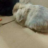 دو عدد خرگوش خانگی