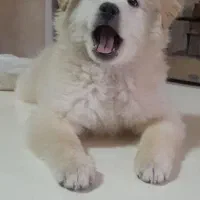 سگ باهوش و شیطون