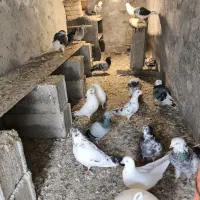 کبوتر فروشی