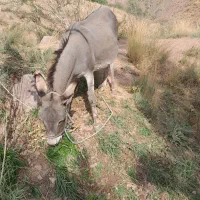 الاغ ماده