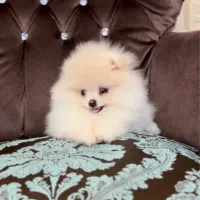 پرورش تخصصی سگ پامر خرسی در شیراز.پامرانین تیکاپ|سگ|شیراز, زند|دیوار