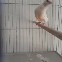 فنج گلدین اورجینال