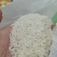 برنج هاشمی گیلان