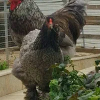 ارائه جوجه برهما وارداتی در رنگ های متنوع|حیوانات مزرعه|قائم‌شهر, |دیوار