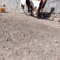 بزوبزغاله