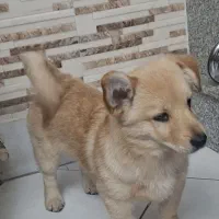 واگذاری توله میکس اشپیتز ۸ ماه