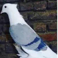 کبوتر طاووسی