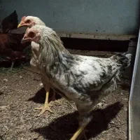 فروش خروس دو رگ