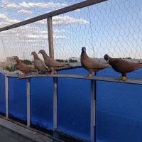 جوجه زرد وسرخ کاکلی کرمونی