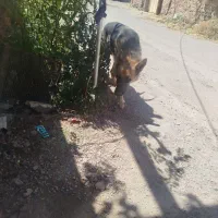سگ ژرمن