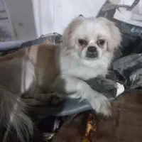 سگ پیدا شده