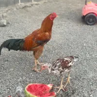 مرغ و خروس لاری