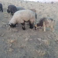 قوچ درجه یک