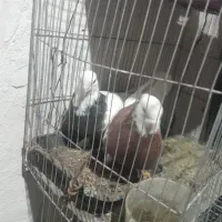 کفتر طوقی فروشی