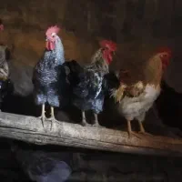 خروس|حیوانات مزرعه|دلیجان, |دیوار