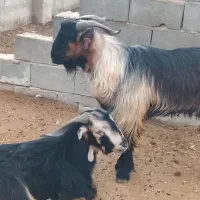 با سلام دوراس کهره نر داشت