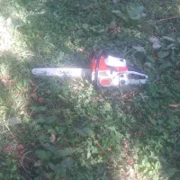 خرید وفروش انواع درخت و ریشه|خدمات باغبانی و درختکاری|میاندوآب, |دیوار