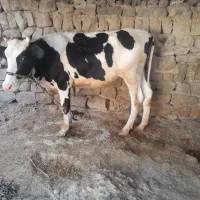 گوساله ماده