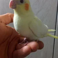 معاوضه ی جفت عر وس هلندی