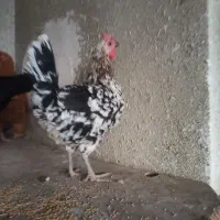 تخم نطفه دار گلین|حیوانات مزرعه|اصفهان, بهارستان (مخابرات)|دیوار