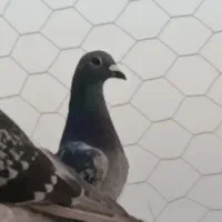 کبوتر .چهار جفت عطیقه مسافتی|پرنده|هامون, |دیوار