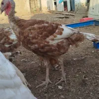 بوقلمون، مرغ، خرگوش لوپ اصل|حیوانات مزرعه|خواف, |دیوار