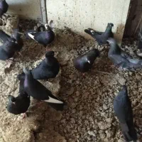 انواع کبوتر بوشهری|پرنده|خورموج, |دیوار