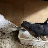 کفتر پرشی|پرنده|کهریزک, |دیوار