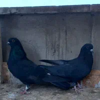 کفتر دوتا زاغ زغالی